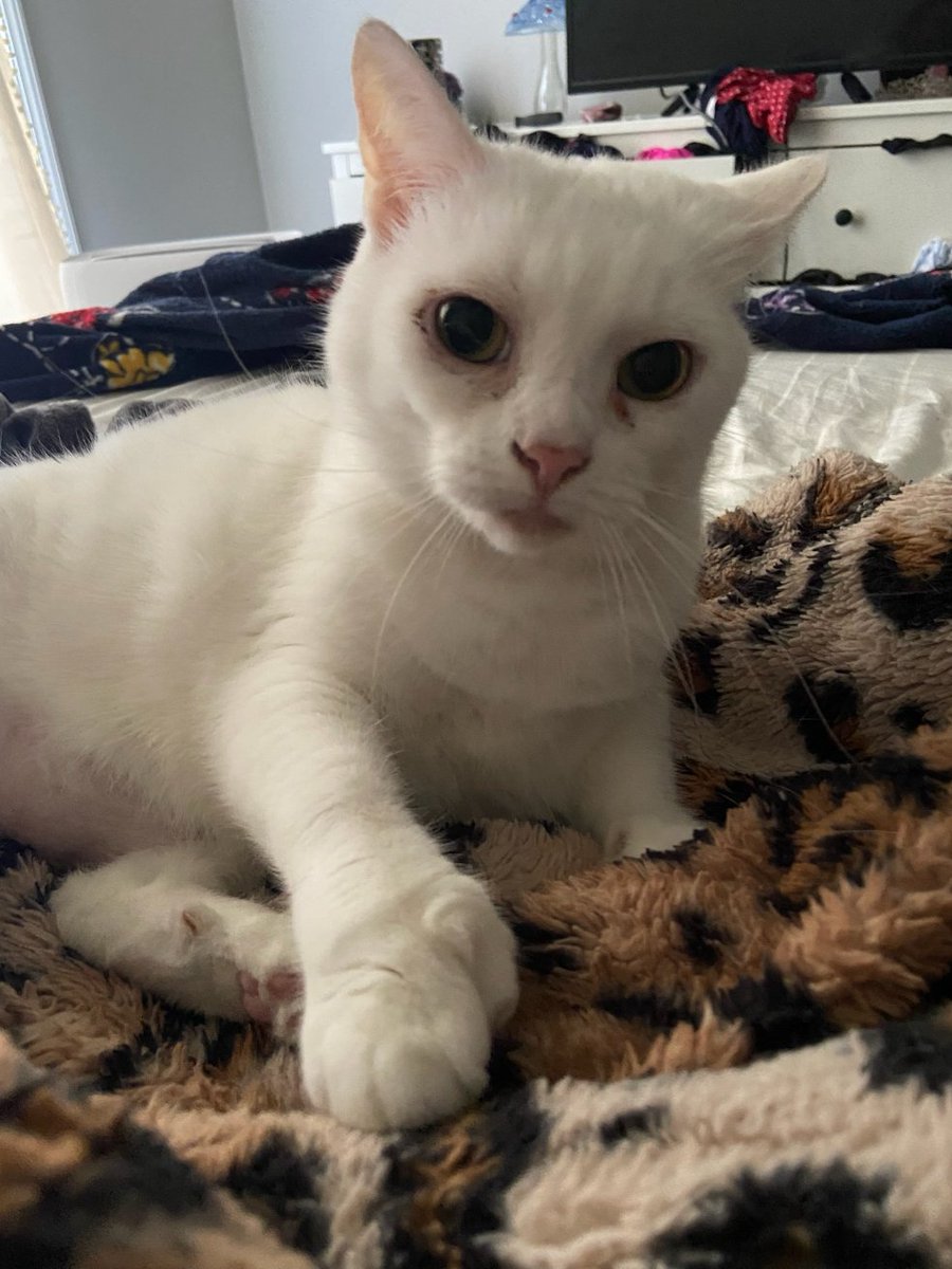 Leelee08632981's tweet photo. #cats #CatsofTwittter #hemingwaycat #grandcat #Caturday How's everyone doing today? https://t.co/DJCo9wUUzt