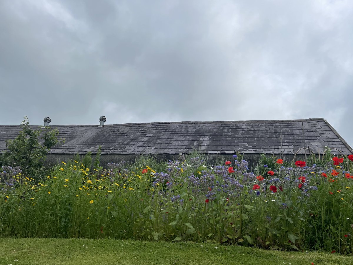 ProfMPatterson's tweet image. A good day for catching up in the garden. The skies might be grey but at least there is no wind or rain - at the moment. ⁦@bbcniweather⁩