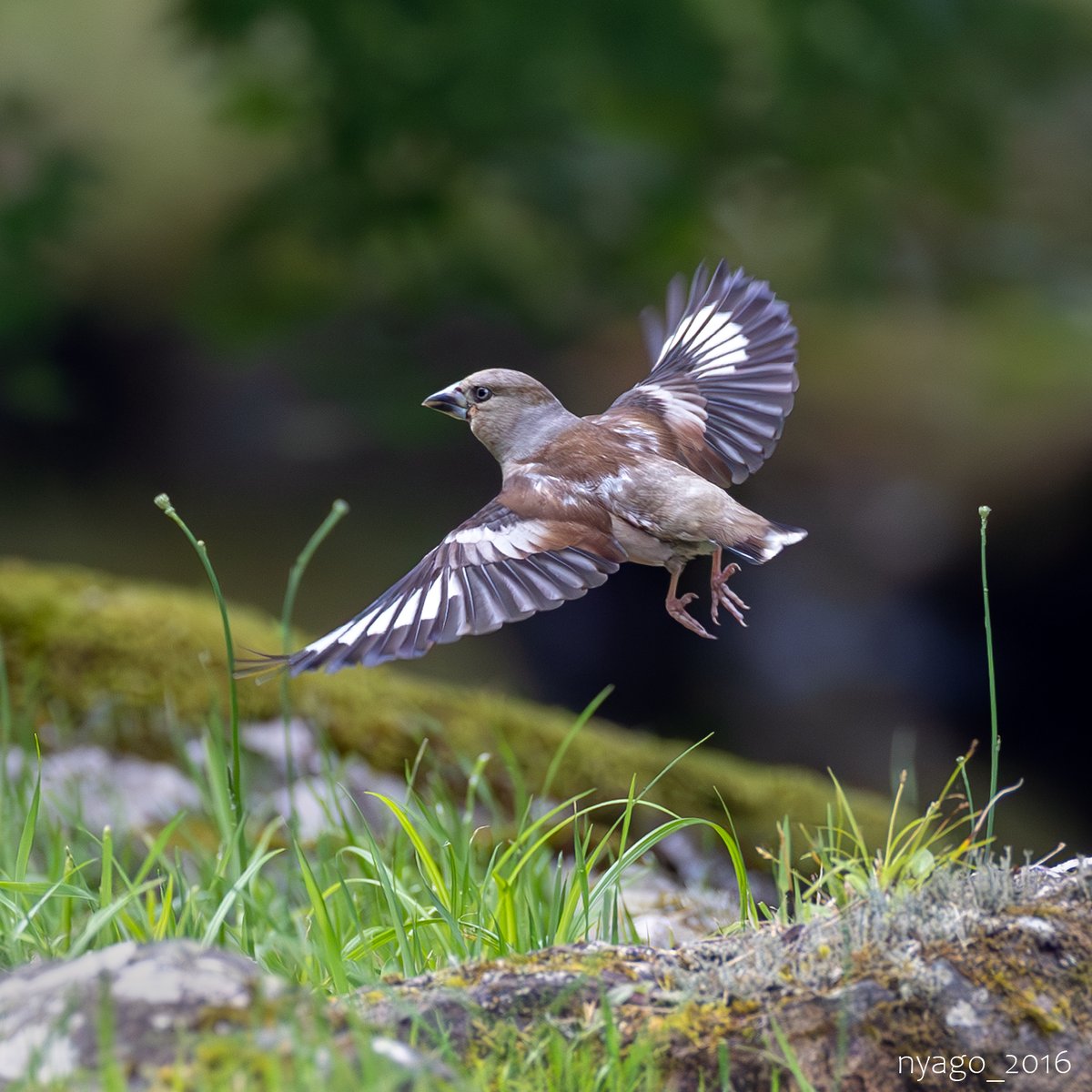 nyago_2016's tweet photo. #シメ #幼鳥 さん #飛翔 ♪
東北では夏鳥なのね~(゚∀゚)
#Hawfinch #youngbird #鳥 #野鳥 #bird #wildbird #flying #takeoff #flyoff https://t.co/Sj5ZXPQFTG