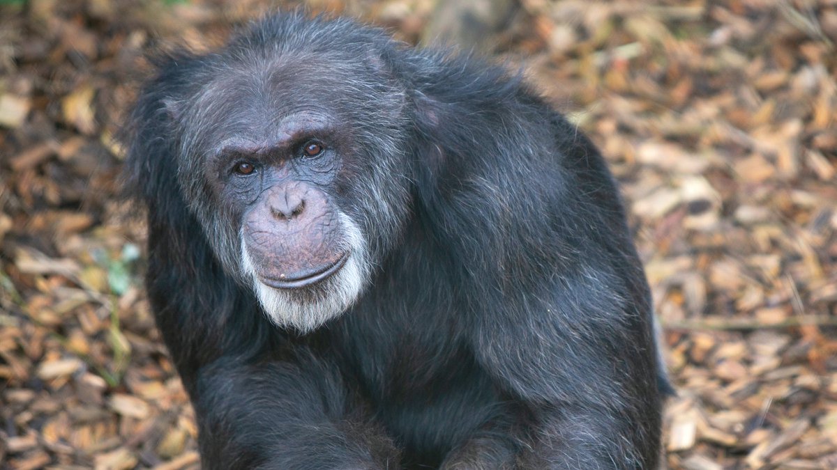 stichting_aap's tweet photo. #vacature Voor ons internationale team in het Chimpanseecomplex van ons opvangcentrum in Almere zijn wij zijn op zoek naar een ervaren dierverzorger! Je bent in deze functie verantwoordelijk voor de dagelijkse verzorging van de chimpansees bij AAP: https://t.co/hrqbuGZTFC https://t.co/uRKecGT5Ap