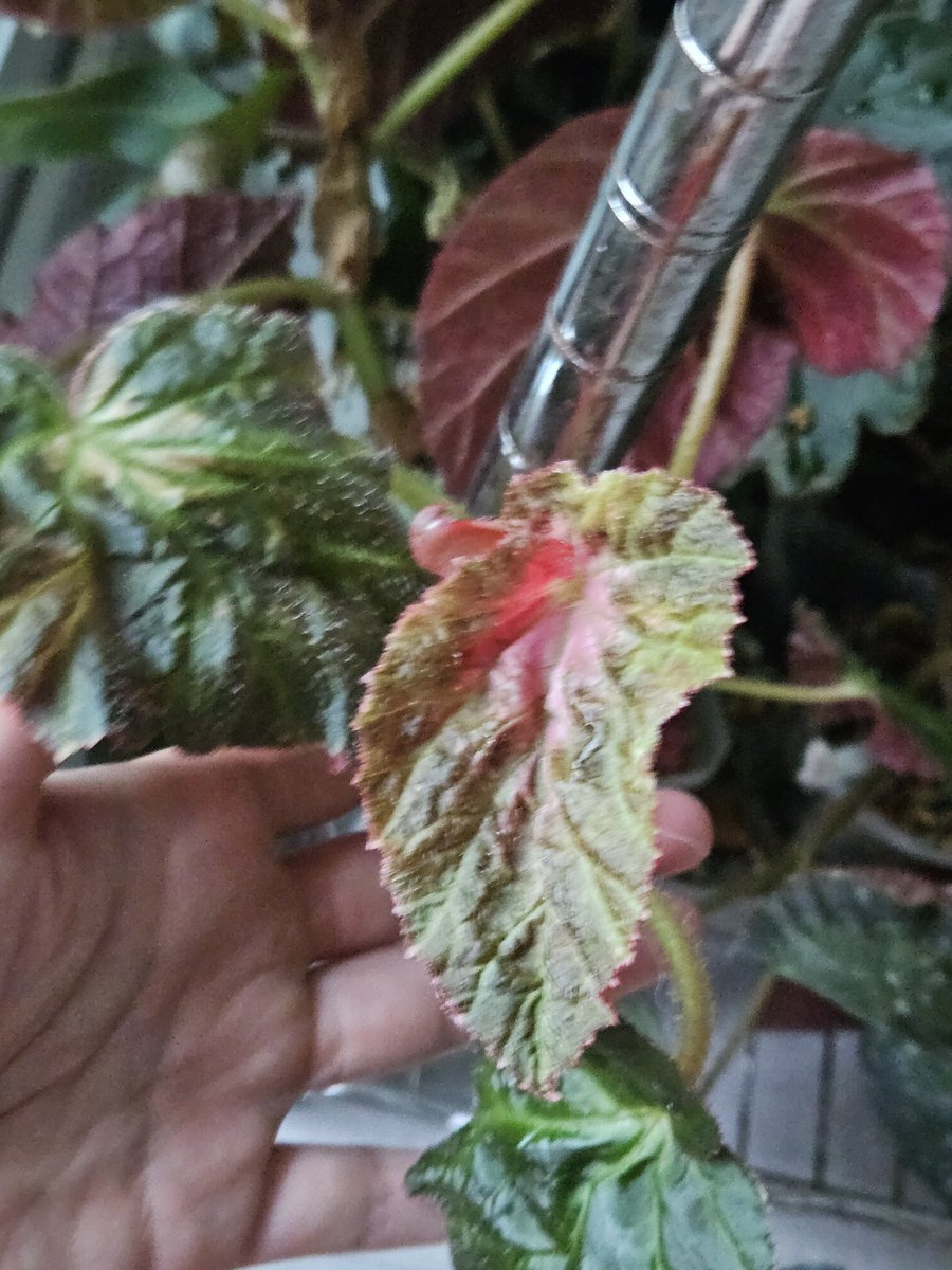 미드나잇선샤인... 무늬나오기시작