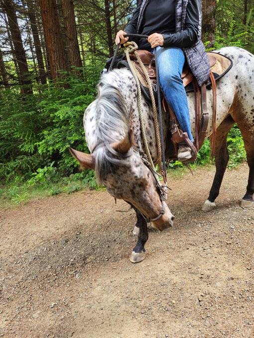 In the middle of a forest and a young appaloosa stops to say hello. I love ❤️ my life! https://t.co/