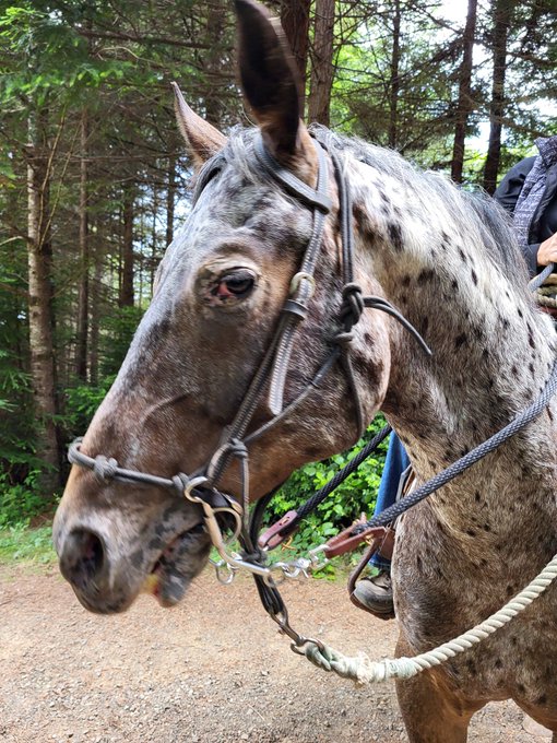 In the middle of a forest and a young appaloosa stops to say hello. I love ❤️ my life! https://t.co/