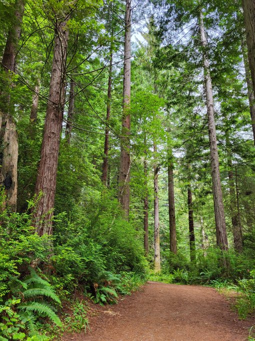 In the middle of a forest and a young appaloosa stops to say hello. I love ❤️ my life! https://t.co/