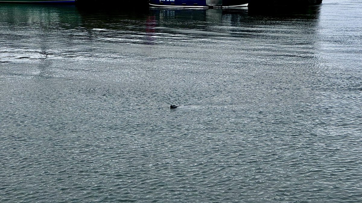 Made my day. Spotted a seal in #FisherrowHarbour. Never seen one in the harbour before. <a href="/FisherrowHSA/">Fisherrow Harbour & Seafront Association</a>