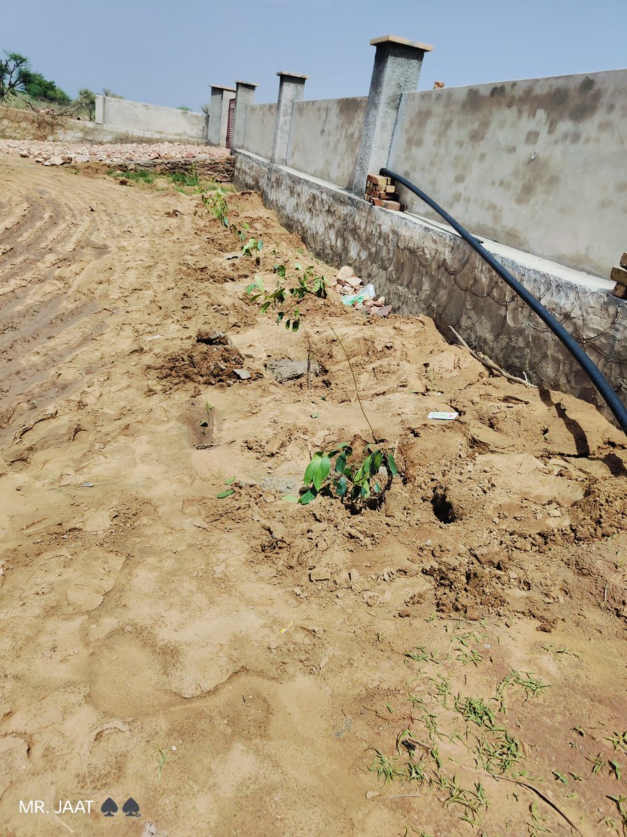 exit_pollresult's tweet photo. आज हमने 200 पौधे लगाए हमारे प्लॉट में 💐
#plant #Podharopan #barsat #fild #didwana #rajasthan #today https://t.co/m6UNf5lRcG