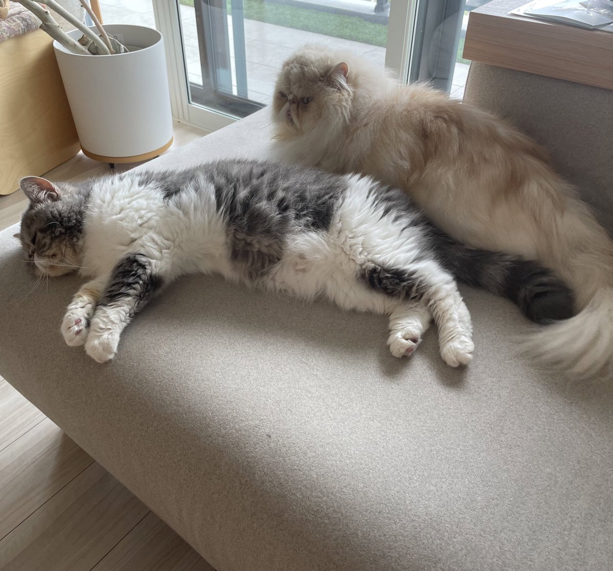 shigeyumomo's tweet photo. momotaro&shishimaruγWe are cats sleeping togetherοΌγ = γζ·»γε―γγη«γ γοΌγ
γ»
γ»
#cat #sleep #sleeptogether #catlife #dailycat #meow #exoticshorthair #exoticshorthaircat #persian #persiancat #ζ·»γε― #η« #γγ #γ¨γγΎγγγ―γ·γ§γΌγγγ’ #γγ«γ·γ£ #γγ«γ·γ£η« #ζ·»γε―η« https://t.co/TlHAP7e3AR