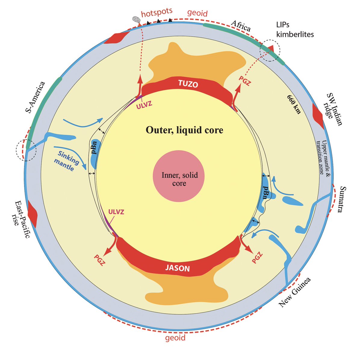 New post on the interior structure of the mantle (may need to activate translation from Portuguese in your browser):

joaocduarte.weebly.com/blog/uma-persp…

Source of images: 
- Tomography visualiser: http://136.144.177.195/
- Torsvik et al. (2016): cdnsciencepub.com/doi/10.1139/cj…

#geology #geologia