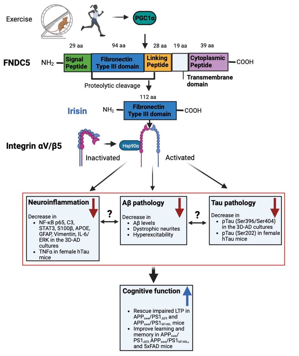 Therapeutic potential of exercise-hormone irisin in Alzheimer’s disease…
journals.lww.com/nrronline/abst…