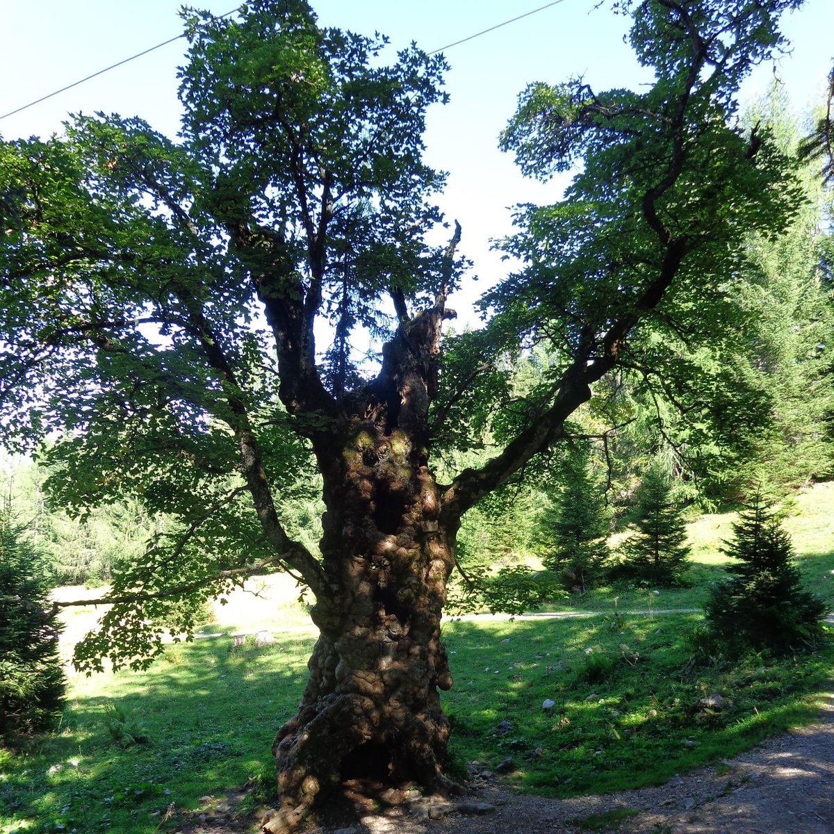 wanderfreund01's tweet photo. Ghost tree. #Geisterbaum.
#Hinterstoder. Höss. Traunviertel .Kamerafoto. Sony DSC H 90. https://t.co/XYjsuq0boj