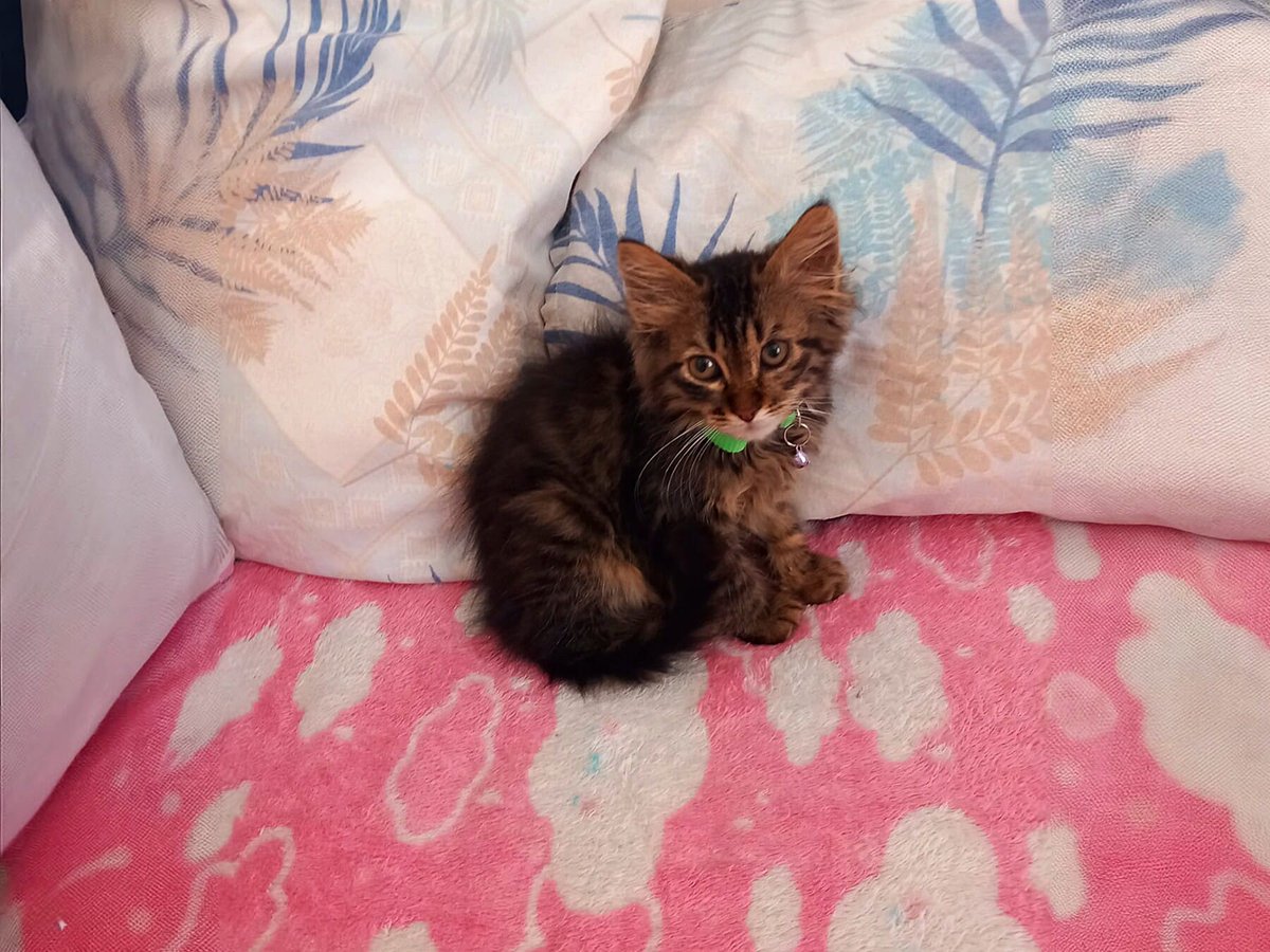 miyavrucom's tweet photo. Minik ama büyüyünce pofuduk uzun yeleli bir kedi güzeli olacak
Görkemli , pofuduk bir kedi güzeli olacak.

2 buçuk aylık , sakin mizaçlı...
Konum: Ankara, Türkiye
Detay: https://t.co/nb7zz0doZa
#kedi #köpek #miyavru https://t.co/CbsugnB7ZO