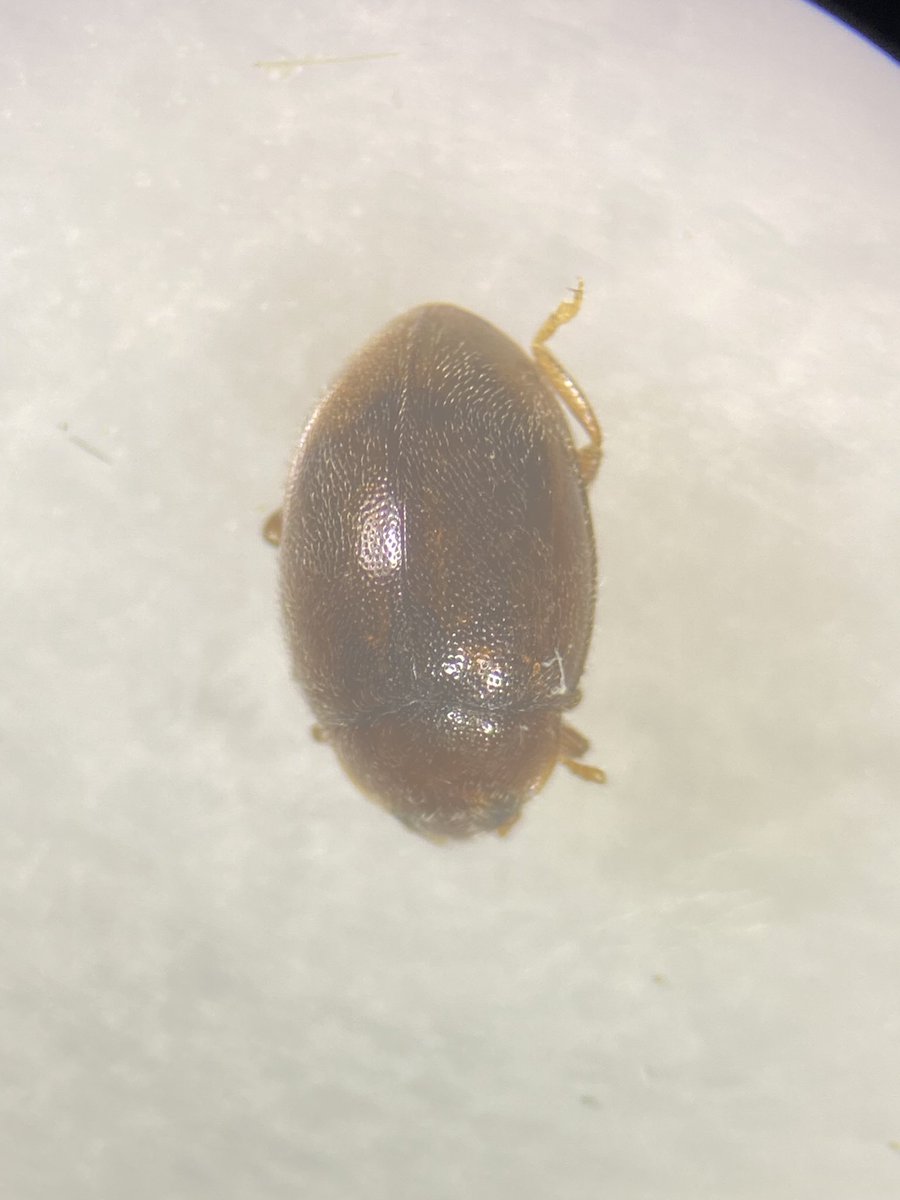 james99roberts's tweet photo. Species 7 and 8 of the #ladybirdyearlist Rhyzobius litura on the left and Stethorus pusillus on the right! Both micro ladybirds. #ladybird #insect https://t.co/h2OplnVH15