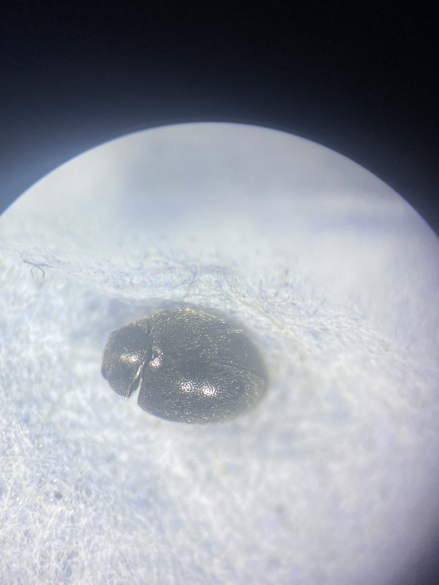 james99roberts's tweet photo. Species 7 and 8 of the #ladybirdyearlist Rhyzobius litura on the left and Stethorus pusillus on the right! Both micro ladybirds. #ladybird #insect https://t.co/h2OplnVH15