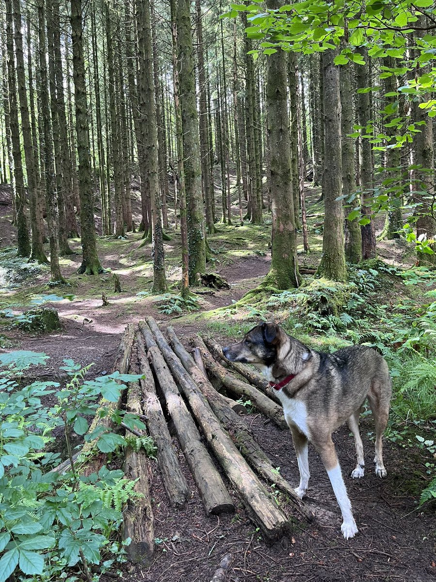 daibennett's tweet image. Out with the hound.