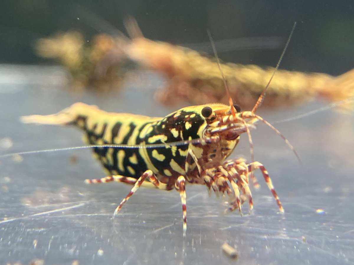 gogolowkeysosak's tweet photo. 明日は
ラウンドアクアですよ~♪

こんなん
パッキングで持っていきますよ🫢

#REDGALAXY https://t.co/SqIOZxvzgJ