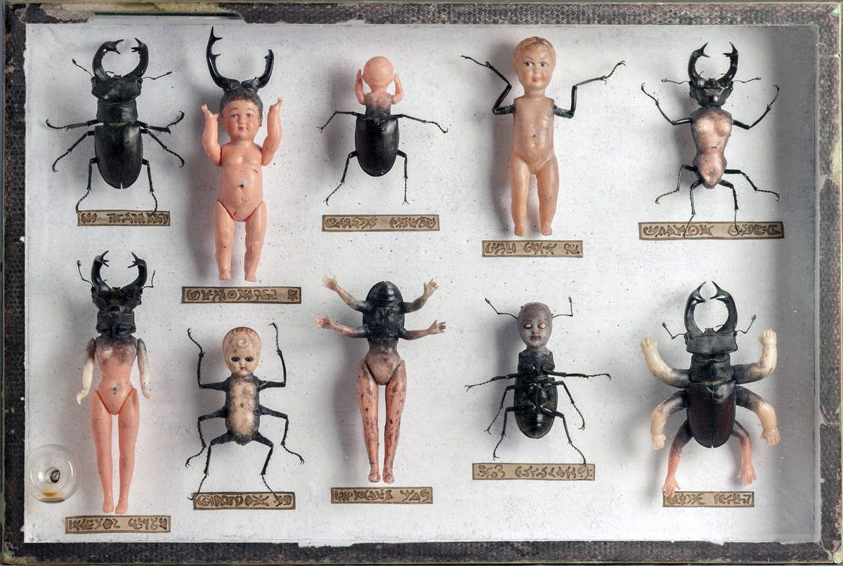 CuriosMuseum's tweet photo. Doll-beetle hybrids by Laurent Gauthier. https://t.co/yp5vF6dPC0