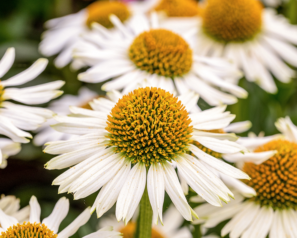 RobJorgFP's tweet photo. flowers,

#PhotoOfTheDay, #POTD, #DailyPhoto, #PicOfTheDay, #InstaPhoto, #SnapOfTheDay, #PictureOfTheDay, #PhotoChallenge, #PhotoDaily, #PhotographyOfTheDay #robjorg #youtube #YouTuber https://t.co/IKQDRdleDx