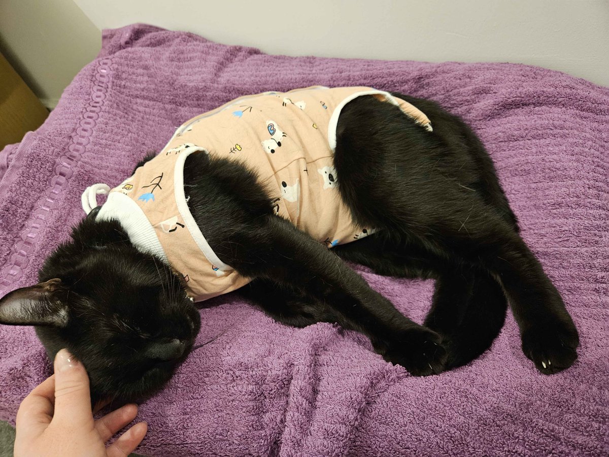 YesImLulu's tweet photo. My cat recently had to have abdominal surgery to repair a nasty wound and to stop him licking the area he has to wear...Well, you can see for yourself 🤣😍 https://t.co/L3x6bJj2S4