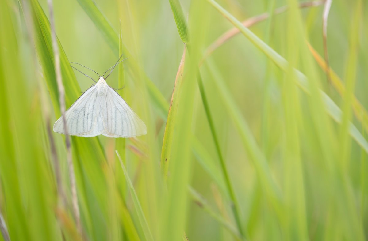 Matt Livesey tweet media