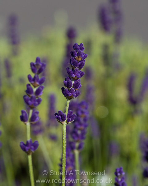 DalesidePlants's tweet photo. THIS WEEKEND: Enjoy the fragrance and flowers of Lavender. #enjoy #lavender #fragrance https://t.co/ZlsNrDHutP