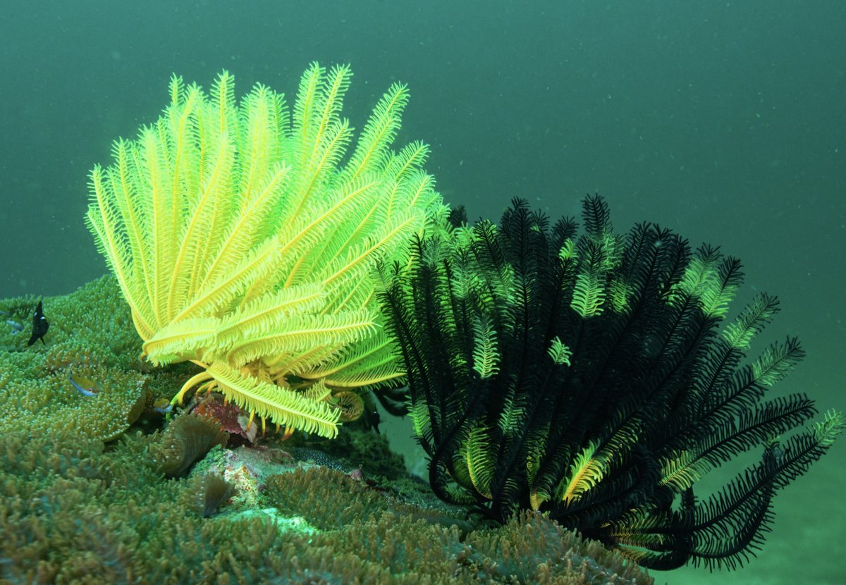 boulderbayeco's tweet photo. These featherstars appear to be a Comaster schlegelii (yellow) Comanthus alternans (black) flourishing at Secret Cove near Boulder Island. Unspoiled marine life great for divers and snorkellers #BoulderIsland #Diving #FeatherStars #MarineLife https://t.co/W0YdPxO4RL
