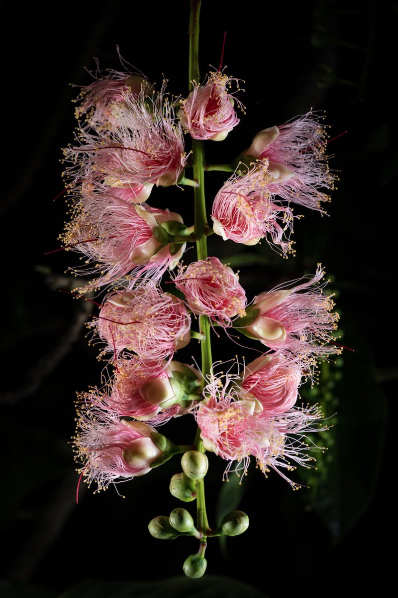 VisitDanzhou's tweet image. #summerview 
From May to September, the Barringtonia racemosa flowers bloom late at night, filling the air with their aroma in Qili Village, Zhonghe Town, Danzhou City. Villagers fall asleep surrounded by their fragrance every night.🕛🌙🌙
#danzhou #hainan #cityview #summer