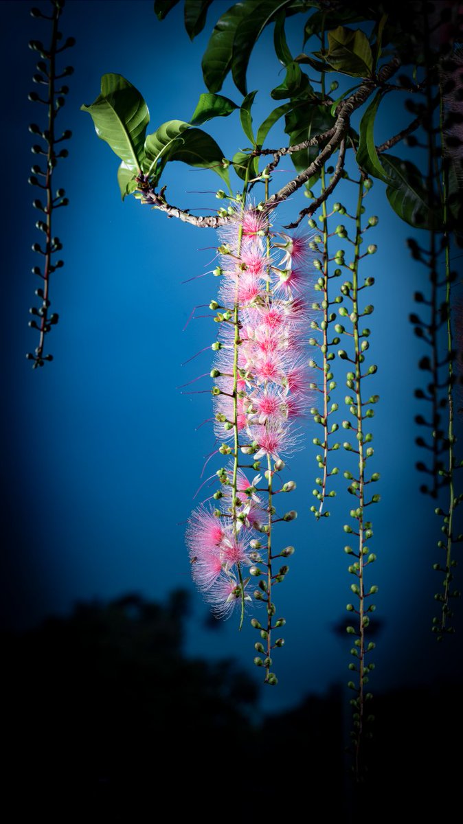 VisitDanzhou's tweet image. #summerview 
From May to September, the Barringtonia racemosa flowers bloom late at night, filling the air with their aroma in Qili Village, Zhonghe Town, Danzhou City. Villagers fall asleep surrounded by their fragrance every night.🕛🌙🌙
#danzhou #hainan #cityview #summer