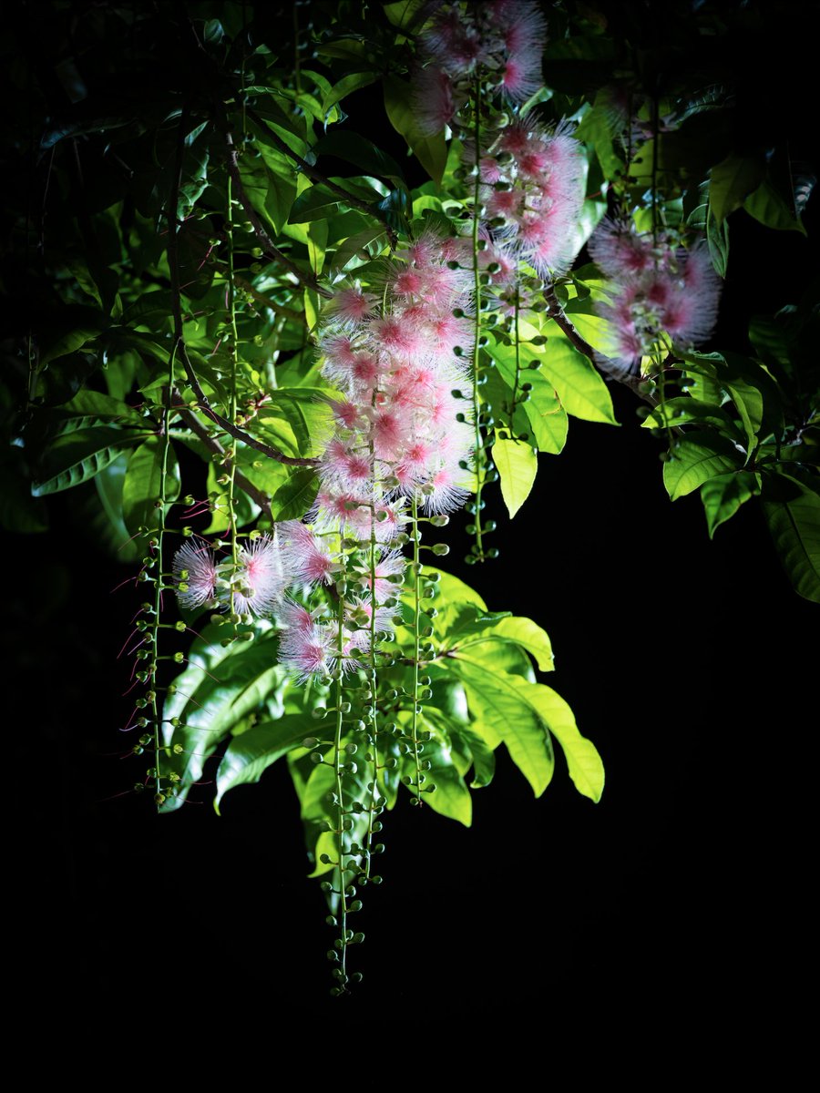 VisitDanzhou's tweet image. #summerview 
From May to September, the Barringtonia racemosa flowers bloom late at night, filling the air with their aroma in Qili Village, Zhonghe Town, Danzhou City. Villagers fall asleep surrounded by their fragrance every night.🕛🌙🌙
#danzhou #hainan #cityview #summer