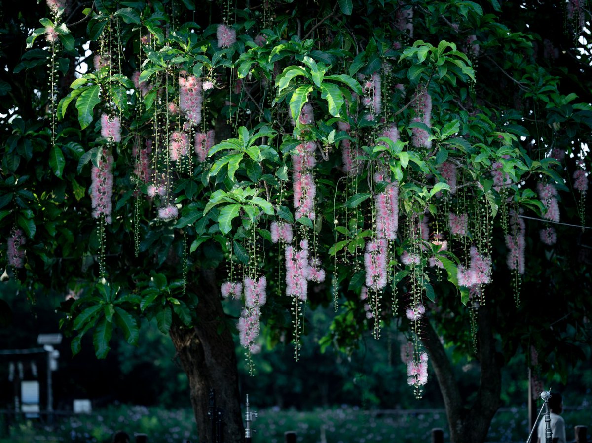 VisitDanzhou's tweet image. #summerview 
From May to September, the Barringtonia racemosa flowers bloom late at night, filling the air with their aroma in Qili Village, Zhonghe Town, Danzhou City. Villagers fall asleep surrounded by their fragrance every night.🕛🌙🌙
#danzhou #hainan #cityview #summer