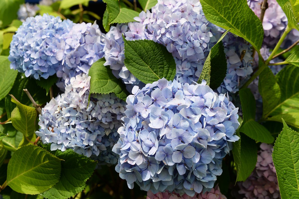 Holy Hydrangeas! It’s a very good year for these flowering shrubs. Go to theday.com/article/202407… for the story. <a href="/thedayct/">The Day</a>