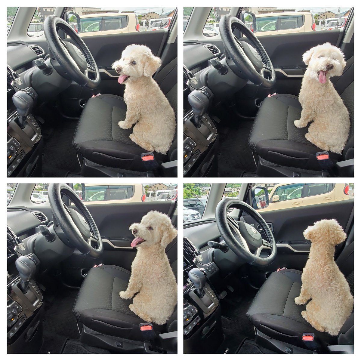 chobi_ad's tweet photo. 子犬のような顔してますが、１０才のオッサン犬です。

#トイプー #おっさん犬 https://t.co/yD8eYL02hn