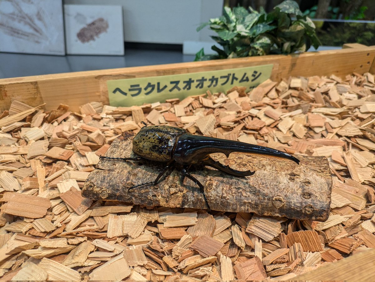 この前行った八ヶ岳自然文化園の科学館良かったよ！アポロ計画の訓練機 