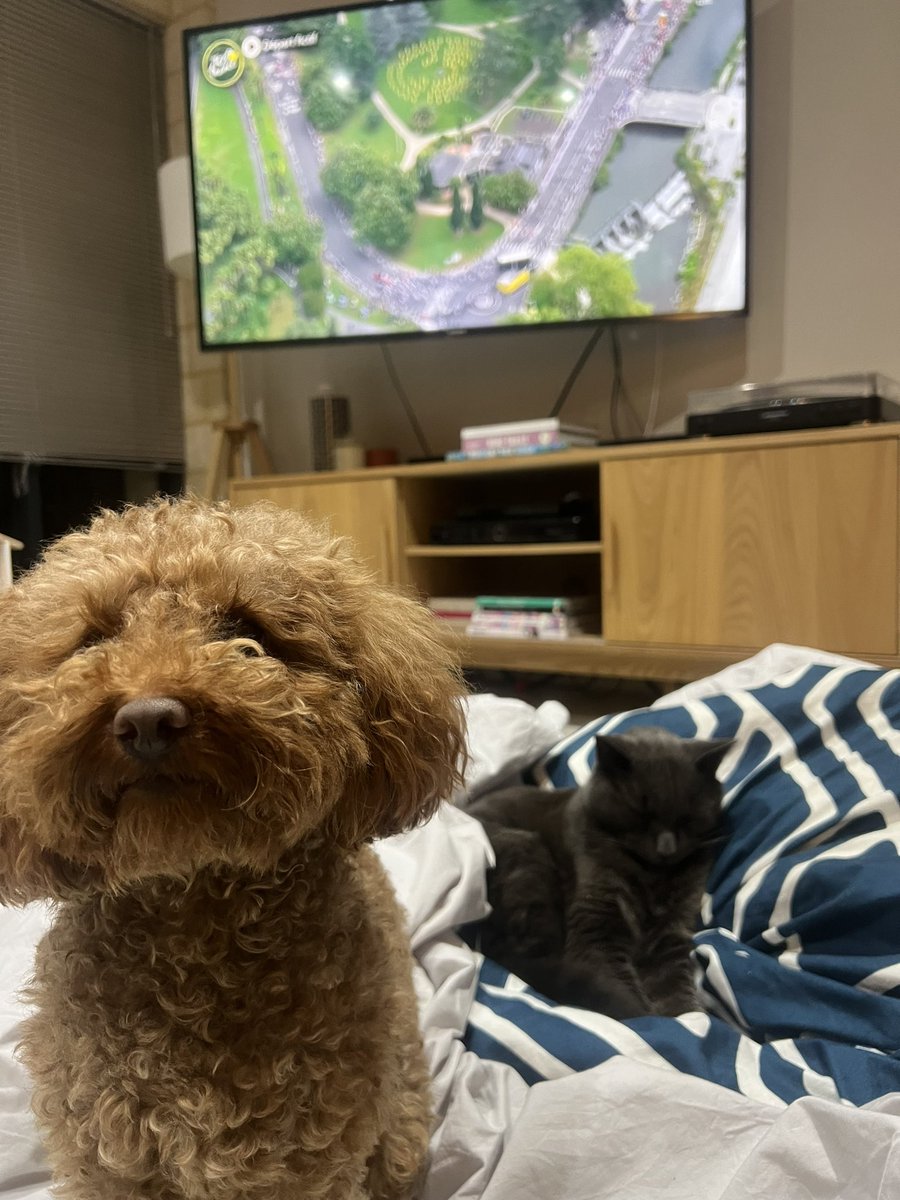 Both #tourcat &amp; #tourdog on the #couchpeloton #SBSTDF #TDF2024