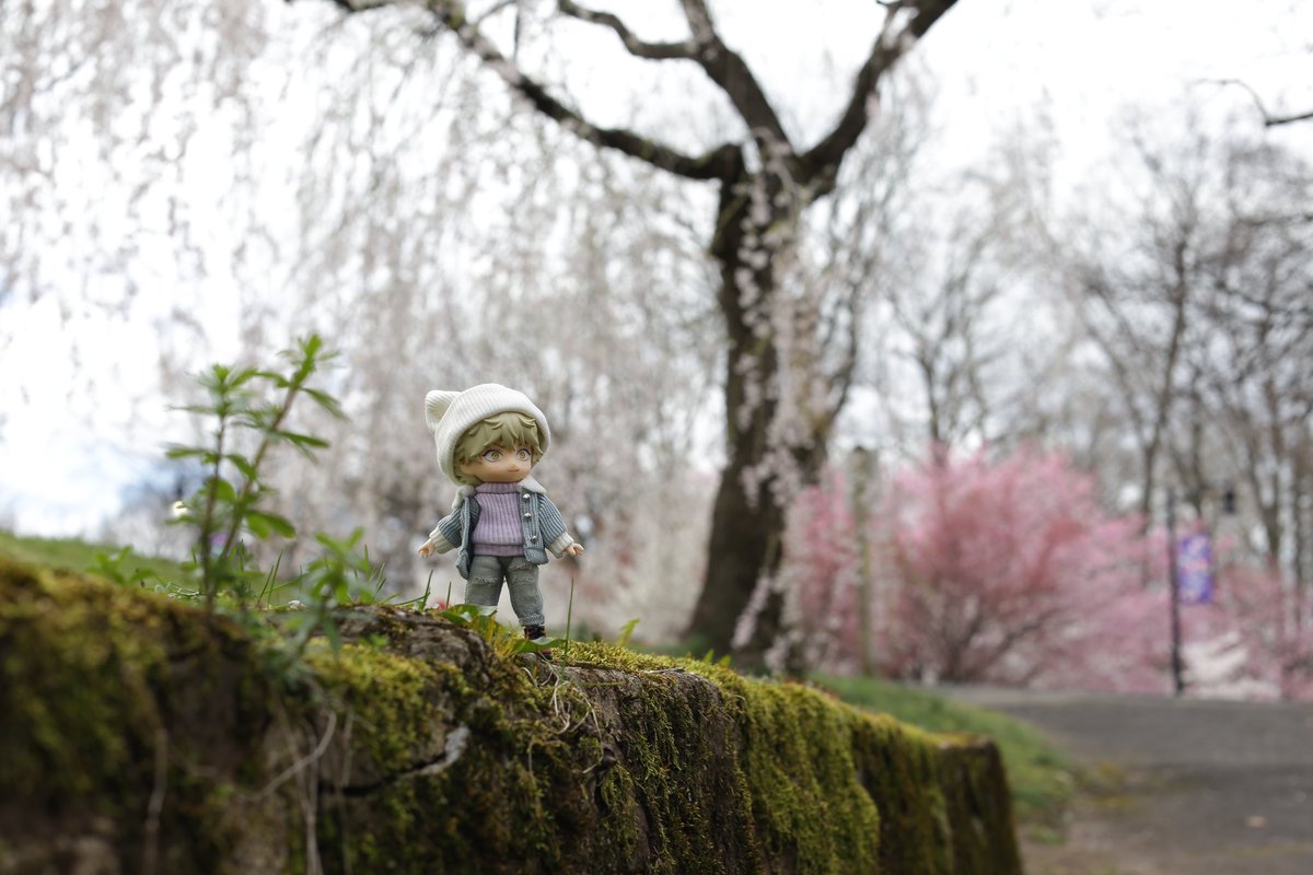 SSpotss's tweet photo. Yatora in NJ, spring. #矢口八虎　#ブルーピリオド https://t.co/LShtS7o9Pu