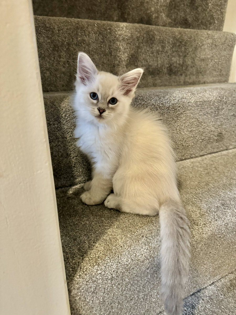SonyaKirk18's tweet photo. *AVAILABLE KITTENS* Littledolls Ragnar is a stunning Blue Tabby Mitted boy, ready to leave next week. He will be fully registered, fully vaccinated, microchipped, wormed and come with 5 gen pedigree,5 was free ins and kitten care pack https://t.co/2TK6PaHCsX