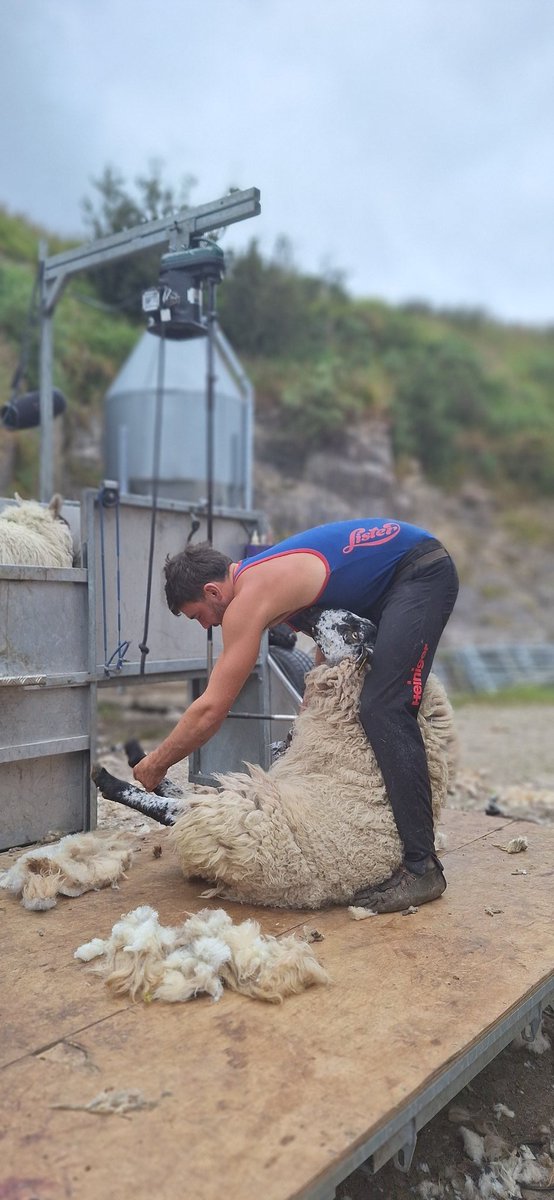 topofcoom (@topofcoom) on Twitter photo The excitement is building for tomorrow's Top of Coom Sheep shearing last minute preparations are being done. All our sheep get their haircuts #topofcoom #irelandshighestpub ##sheepshearing #farming #countrylife <a href="/talkaboutrk/">TalkAbout RadioKerry</a> <a href="/lensdan/">Dan Linehan</a> <a href="/Valerieosull1/">Valerie O'Sullivan</a> The excitement is building for tomorrow's Top of Coom Sheep shearing last minute preparations are being done. All our sheep get their haircuts #topofcoom #irelandshighestpub ##sheepshearing #farming #countrylife <a href="/talkaboutrk/">TalkAbout RadioKerry</a> <a href="/lensdan/">Dan Linehan</a> <a href="/Valerieosull1/">Valerie O'Sullivan</a>