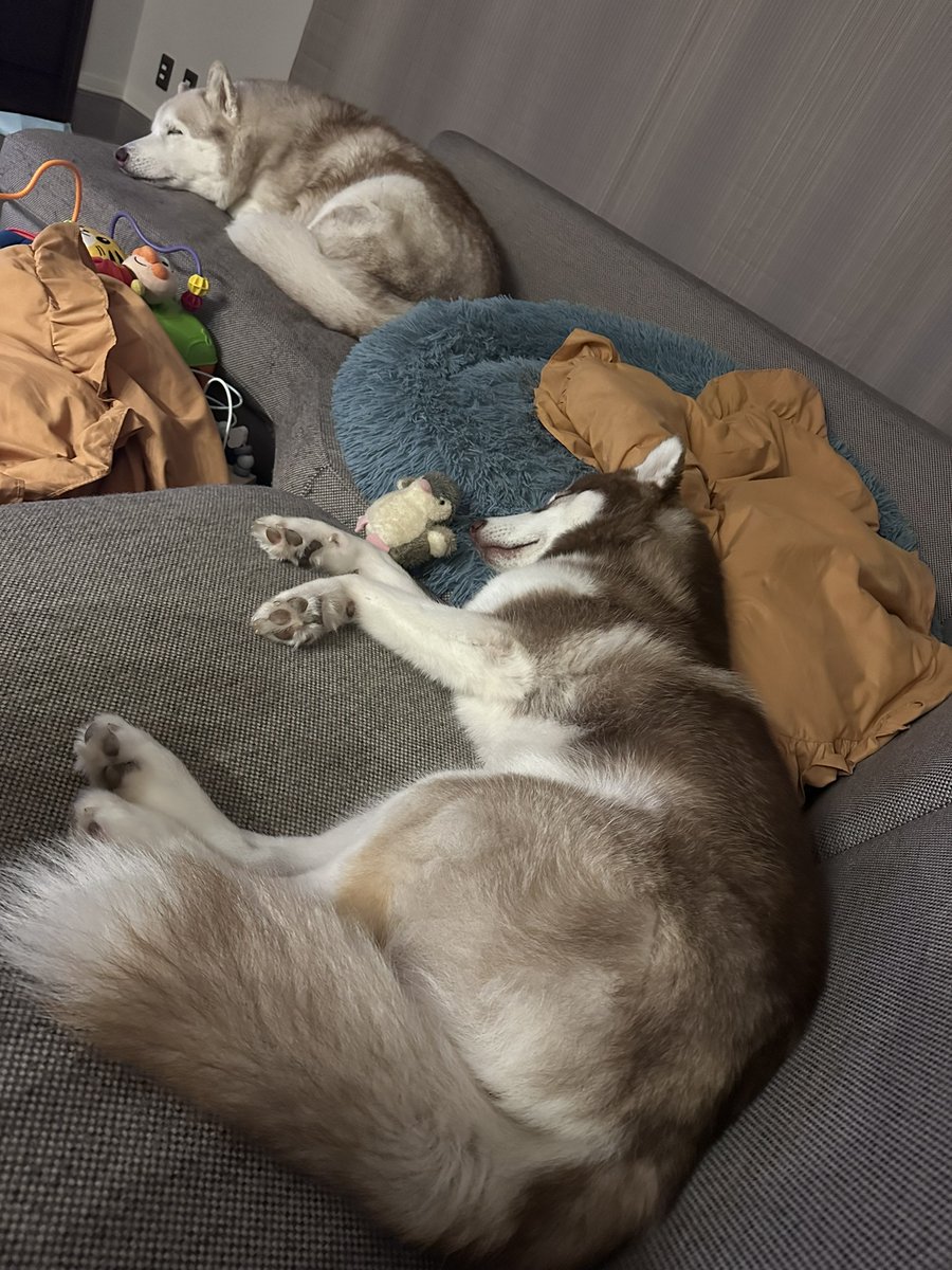 VivienneHusky's tweet photo. 飼い主が敷いたクッションを蹴散らし眠るハスキー犬 https://t.co/MkehNHOP6z