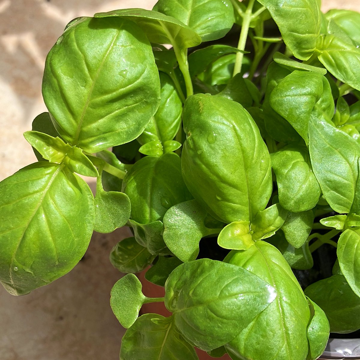 Me despido de Twitter un tiempo.

Espero veros a todos en el mundo real 🍻

Seguiré sembrando 🌿