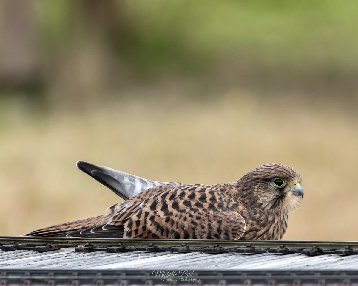 Good afternoon! I live close to three juvenile kestrels, including this one. The fact they have another brood this year is excellent as it’s a very public place. Occasionally they come out to enjoy sunshine ☀️😊 #birdwatching