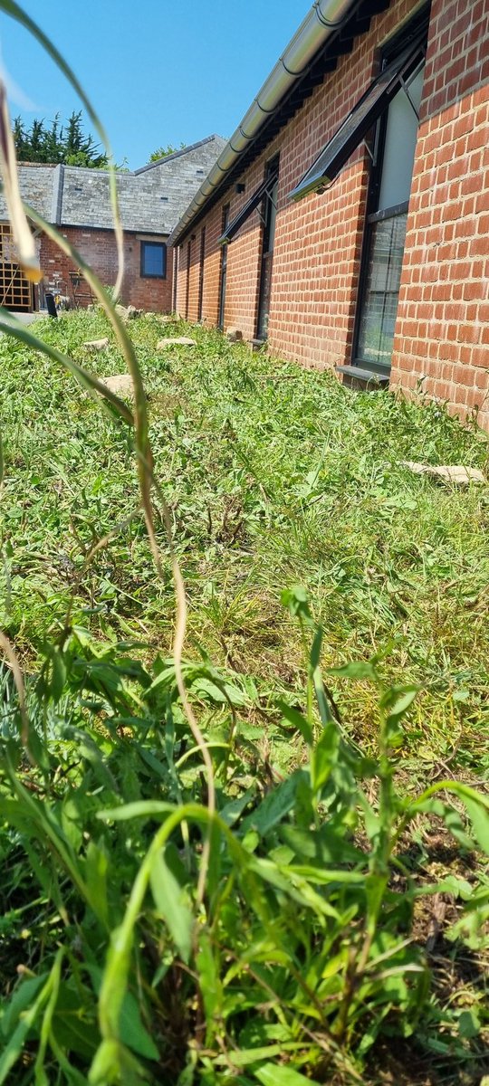 Not all turf has to be weed free. Installing species rich meadow turf.