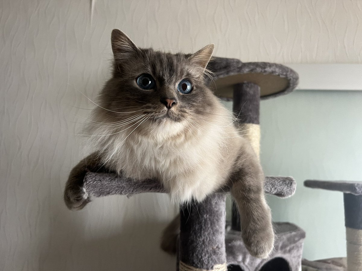 On va visiter une petite maison avec Monsieur. Vous croyez que chaton pourra bientôt se vanter d’être propriétaire ? 🥰