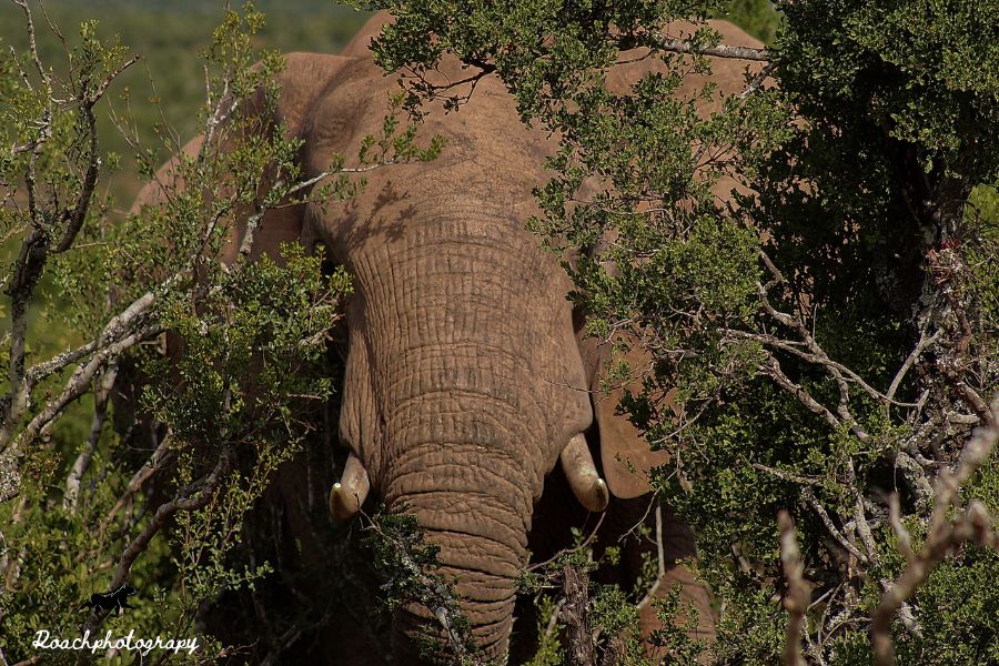 blupebblestours's tweet photo. I think the elephant is trying to tell us that sometimes the best way to hide is to be right in plain sight. #blupebblestours #roachphotography  #ECYours2Explore #unforgettable #wildearth #safariphotography #wildlifephotography  #naturephotography #nature #wanderlust #ecotourism https://t.co/qA9AetrIWm