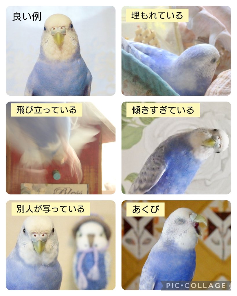 むーこ 写真二枚目証明写真ご確認ください 本音レビュー】証明写真を手軽に作るにはどれがベスト