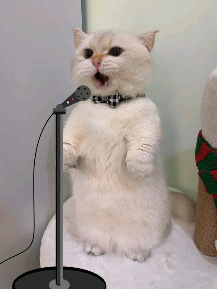 nocontextscats's tweet photo. Would u come to his concerts? https://t.co/MNCGw2W4pI