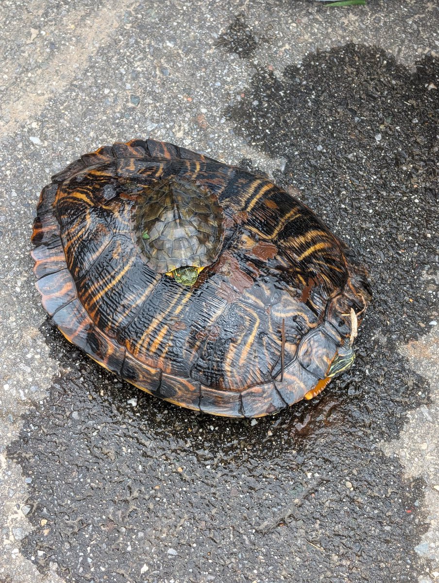 piroaqua's tweet photo. しばらく投稿してなかったけど毎日のようにガサガサしてる息子氏の捕獲スキルは激上がりしている
今日は近所の友達とやってた🔥 https://t.co/3lEzqzXH5N