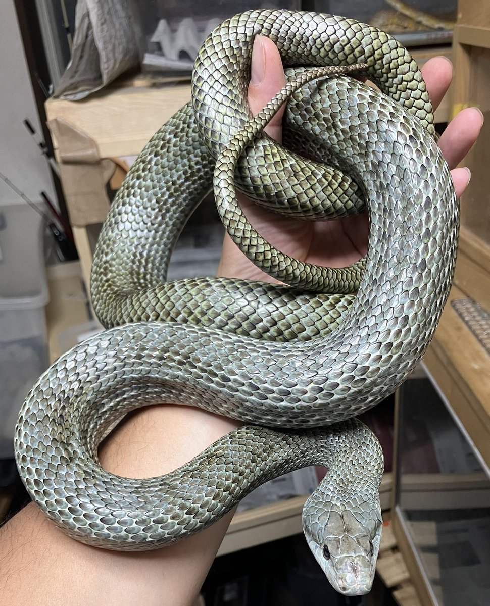 先ほど飼育中の雌のアオダイショウが死亡しておりまして、お腹を開いてみたら物凄い量の内臓脂肪
179センチ、1080gに対して脂肪だけで200gくらい
餌は今年に入って10回与えたかどうか位だけどそれでも多かったのだろう
ある程度まで育った蛇は本当に肥満注意です…