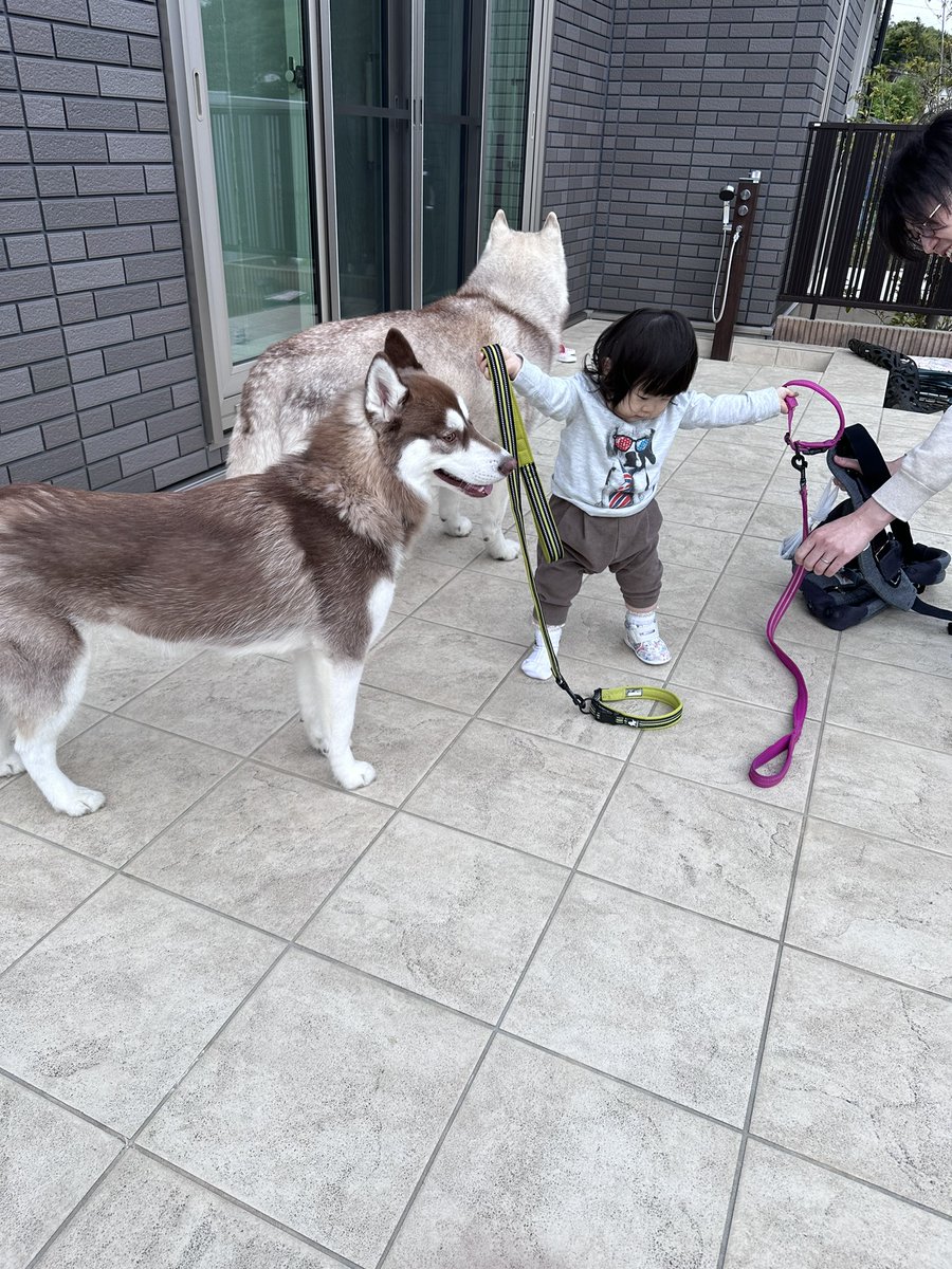 VivienneHusky's tweet photo. 散歩に行きたすぎた　小さな飼い主
実は、自身の準備もできてはいない
#シベリアンハスキー #犬のいる暮らし https://t.co/VJcUUVRyLU