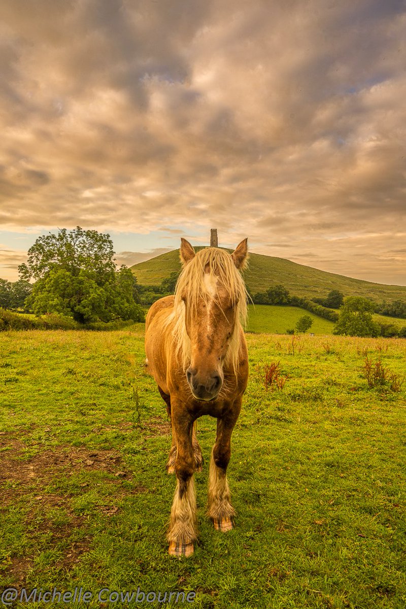 The elusive Glastonbury unicorn. Taken this morning in the field at the bottom of the Tor.