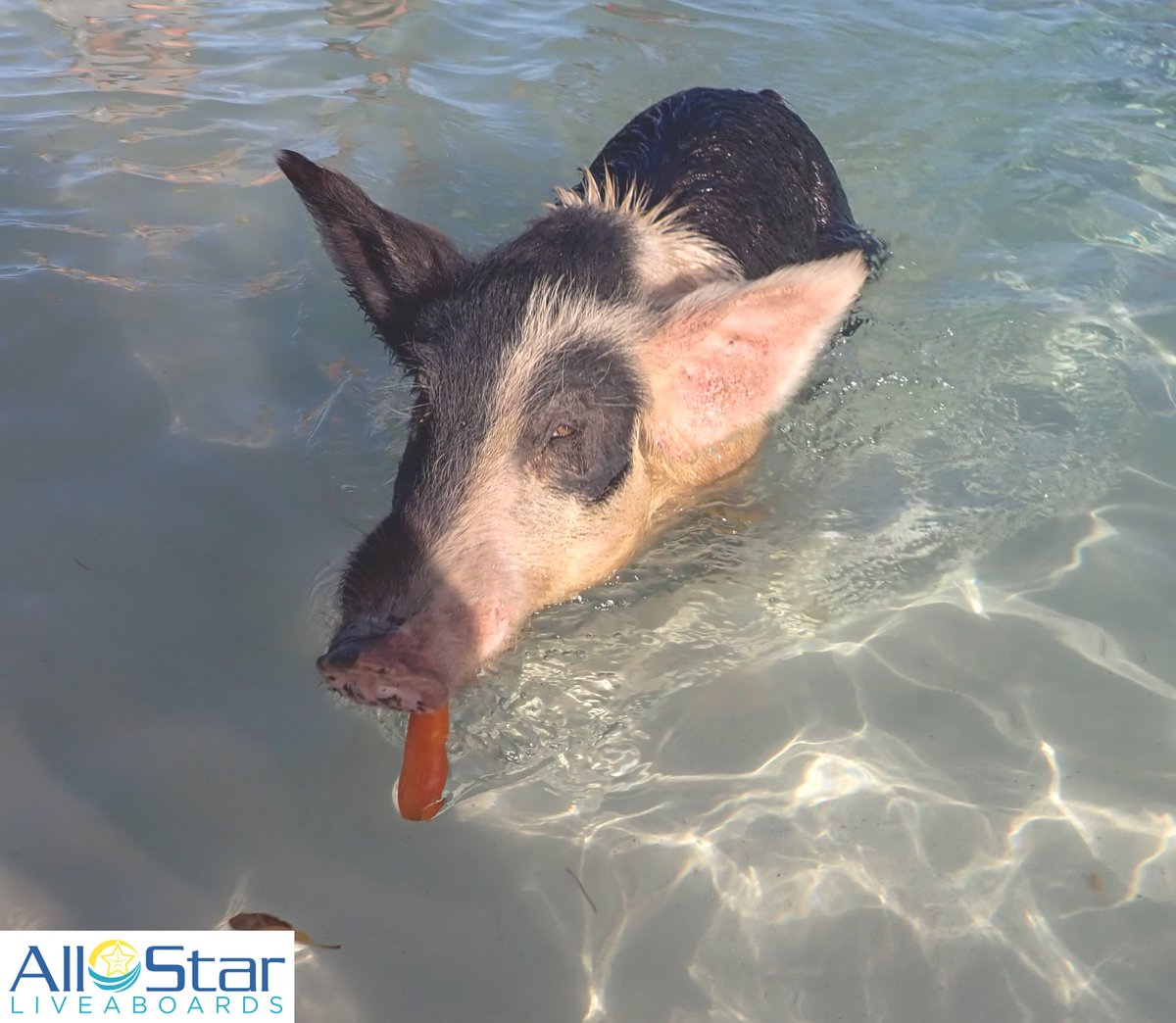 DiveASL's tweet photo. Check out that side eye - he's not giving the carrot back. ππ½π₯
~The Bahamas
#allstarliveaboards #aquacat #blackbeardcruises #catppalu #swimmingpigs #pigsofinstagram #pigstagram #bahamas https://t.co/Nqoaz9Lucv
