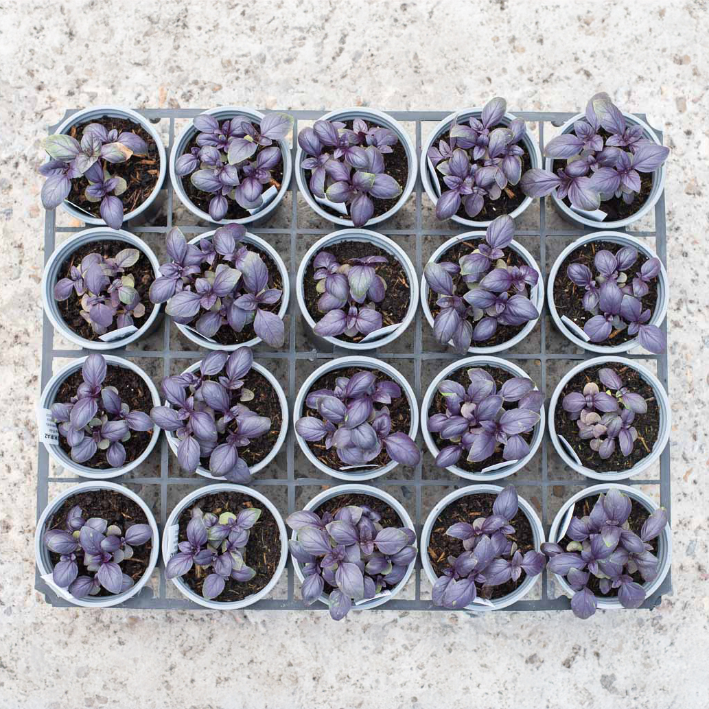 culinaryherbco's tweet photo. We’re committed to peat-free soil. That means:
🌎 It’s more sustainable due to less carbon emission from needing peat extraction
🌱 It conserves precious peat bog habitats that are irreplaceable and take 1000s of years to form https://t.co/Cjmd5GgaHu